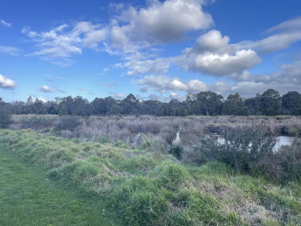 The wetland and boardwalk at Frog Hollow Nature Reserve