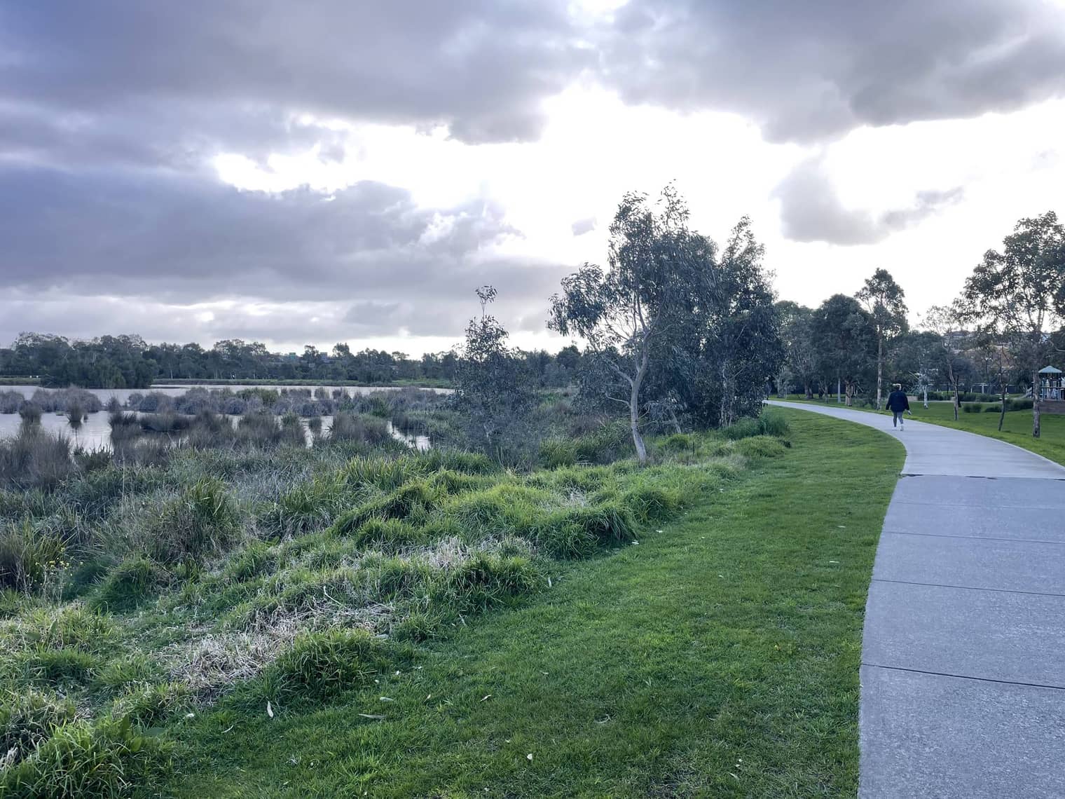 A wide concrete shared path curving beside the Frog Hollow wetland, with scattered gum trees and a lone walker.